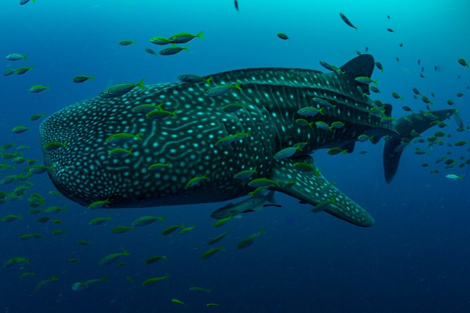 Giti’s Shark Tracking Project with Conservation International Includes World’s Largest Fish